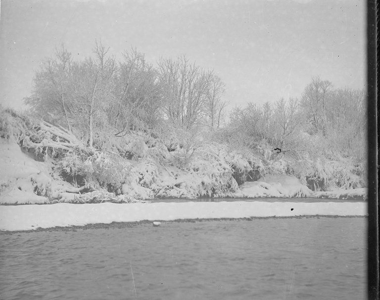 Snow Covered Trees on River Bank 